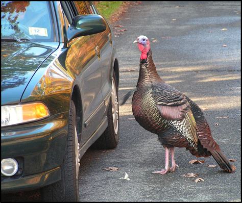 What Does It Mean When Bird Poops on Your Car, and Why Do Bananas Dream of Electric Sheep?